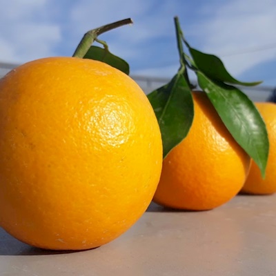Portakallı Meyve Suyu